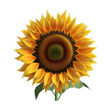 Close-up 3d Realistic Sunflower Isolated On Transparent Background. Generative AI. PNG