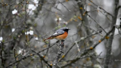 Wall Mural - Common Redstart Phoenicurus phoenicurus is a songbird. Singing Bird.