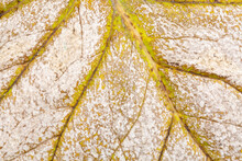 Abstract Closeup Of Leaf In A State Of Decomposition
