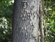 Spotted lanternfly infestation in the woodland forest of the Bohemia River State Park, Cecil County, Maryland.