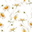 Seamless pattern with delicate daisies on a white background