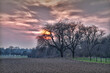 Field and trees at sunset with violet skies, Baden, Germany