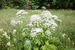 Hogweed plant. Closeup of white blooming Giant Hogweed or Heracleum mantegazzianum plants in their natural habitat.