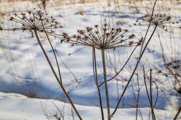 Wall Mural - Hogweed in winter