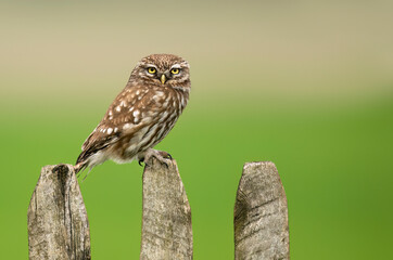 Sticker - Little owl ( Athene noctua ) close up