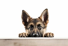 Adorable German Shepherd Puppy Peeking Out From Behind White Table With Copy Space, Isolated On White Background. Generative AI.