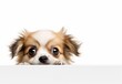 Adorable Tibetan Spaniel Puppy Peeking Out from Behind White Table with Copy Space, Isolated on White Background. Generative AI.