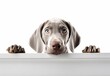 Adorable Weimaraner Puppy Peeking Out from Behind White Table with Copy Space, Isolated on White Background. Generative AI.