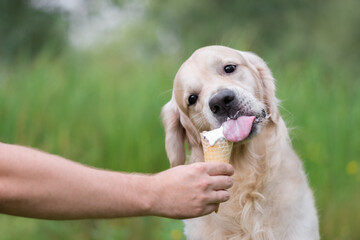 Cute golden retriever eating ice cream in the summer on the grass. Man feeds his dog sweet ice cream cone