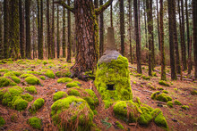 Moss-filled Pine Forest With A Moss Covered Clay Stove