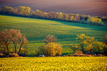 Sticker - Evening sunlight on the fields and cultivated land. South Moravia region, Czech Republic, Europe.