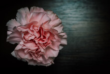 Close Up Blush Pink Flower With Curly Petals On Dark Background