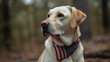 © GHart - Dog wearing the american flag, on america day, generative ai
