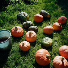 Harvest Of Pumpkins Lies On The Grass