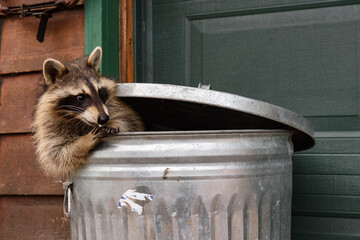 Wall Mural - raccoon (procyon lotor) in trash can licks marshmallow off claws