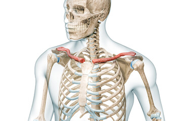 Wall Mural - clavicle bones or collarbones in color with body 3d rendering illustration isolated on white with co