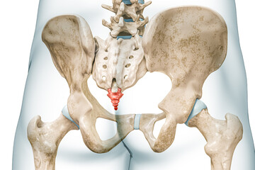 Wall Mural - coccyx bones back view in red color with body 3d rendering illustration isolated on white with copy 