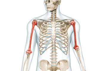 Wall Mural - humerus arm bone in red color with body 3d rendering illustration isolated on white with copy space.