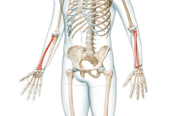 Wall Mural - radius forearm bone in red color with body 3d rendering illustration isolated on white with copy spa