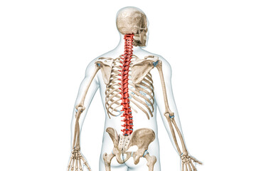 Wall Mural - bones of the spine or vertebrae in color back view with body 3d rendering illustration isolated on w