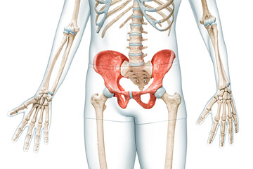 Wall Mural - male pelvis bones front view in red color with body 3d rendering illustration isolated on white with