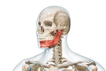 Wall Mural - mandible or lower jaw or jawbone in red color with body 3d rendering illustration isolated on white 