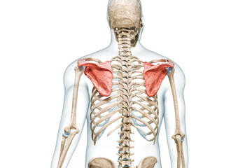 Wall Mural - scapula or shoulder blade bones in color with body 3d rendering illustration isolated on white with 