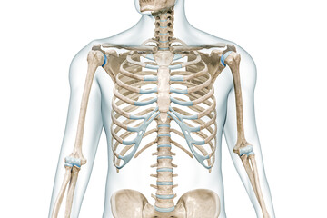 Wall Mural - rib cage bones with body front view close-up 3d rendering illustration isolated on white with copy s
