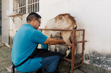 Man In A Barnyard Milking A Goat.