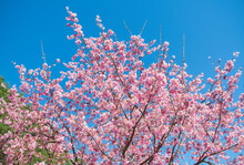 Cherry Blossom Under Sunlight With Blue Sky