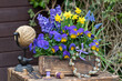 lila Hornveilchen, Hyazinthen, Traubenhyazinthen und Narzisse in alter Ziegelform im Garten
