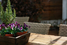 Purple Violas And Rosemary In Pots On An Outdoor Table.