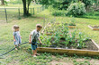 © Serena Burroughs/Stocksy - Brother and sister watering vegetable garden on a hot summer day