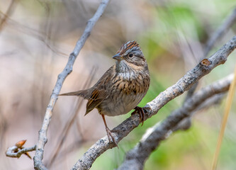 Canvas Print - Lincoln's Sparrow in New Mexico Woodland