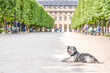 An adorable dog relaxes in the Palais Royal gardens and park, with trees and the Palace in the background.