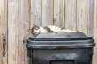 Adorable cat sleeping on a trash can. Shallow focus for artistic effect on the cat's open blue eye.