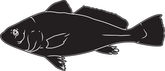 Wall Mural - Atlantic Croaker Hand sketched, hand drawn vector clipart