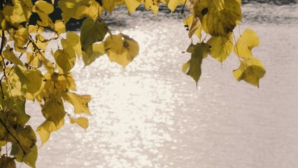 Aufkleber - Autumn bokeh background with autumn leaves. Volga river flows , untouched nature of Russia
