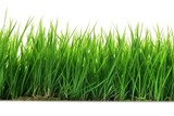 Fototapeta Kuchnia - close-up green grass on a white background. Generative AI
