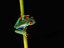 Red-eyed Tree Frog With Bright Vivid Colors At Night In Tropical Rainforest Treefrog In Jungle Costa Rica  