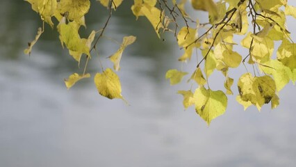Aufkleber - Autumn bokeh background with autumn leaves. Volga river flows , untouched nature of Russia