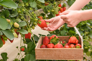 The girl collects large ripe red strawberries from the garden in a basket for the harvest. strawberry picking by children, the summer season of delicious berries