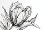 Black & White Hand Drawing Of Tulip Flower With Leaves On Isolated Background, Generative Ai