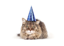 Fluffy Tabby Cat With Party Hat Looking At Camera. 17 Year Old Senior Cat Wearing A Blue Cone Cap. Pet Themed Concept For Party Celebration, Holidays, Birthday Or Happy New Year. Selective Focus.