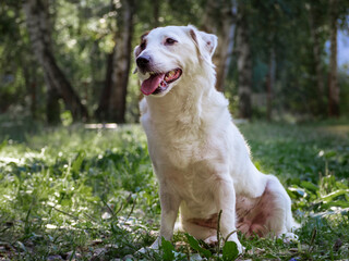 Portrait of a white dog in nature. Treatment of pets against ticks.