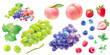 夏の果物の水彩イラストセット。3種のベリー（ラズベリー、ストロベリー、ブルーベリー）と桃、葡萄、マスカット。 