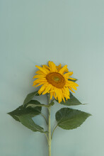 Beautiful Sunflower On Blue Background