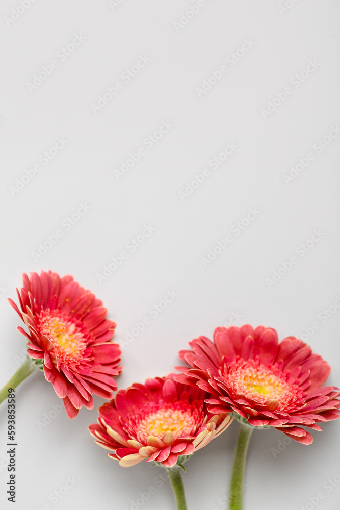 Beautiful gerbera flowers on grey background