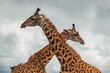 Leinwandbild Motiv Two male giraffes fighting at Nairobi National Park, Kenya