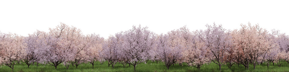Poster - Evergreen flowers and grass field in nature, Cherry blossom tree on garden in springtime, forest isolated on transparent background - PNG file, 3D rendering  for create and design or etc